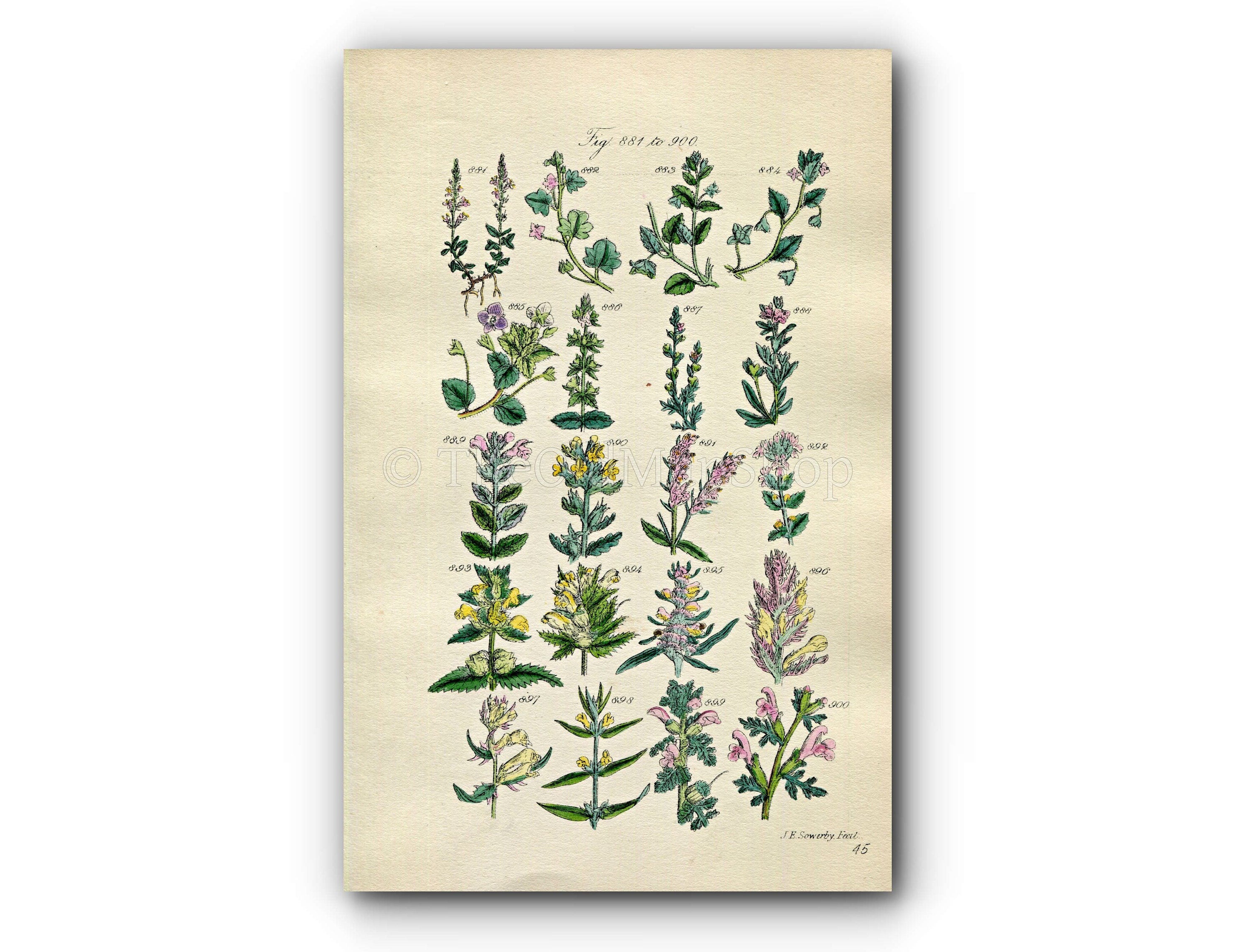1914 Sowerby Antique Botanical Print, Speedwell, Chickweed, Eyebright, Yellow Rattle, Purple Cow Wheat, Plate 45 (Plants 881 - 900)