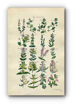 1914 Sowerby Antique Botanical Print, Speedwell, Chickweed, Eyebright, Yellow Rattle, Purple Cow Wheat, Plate 45 (Plants 881 - 900)