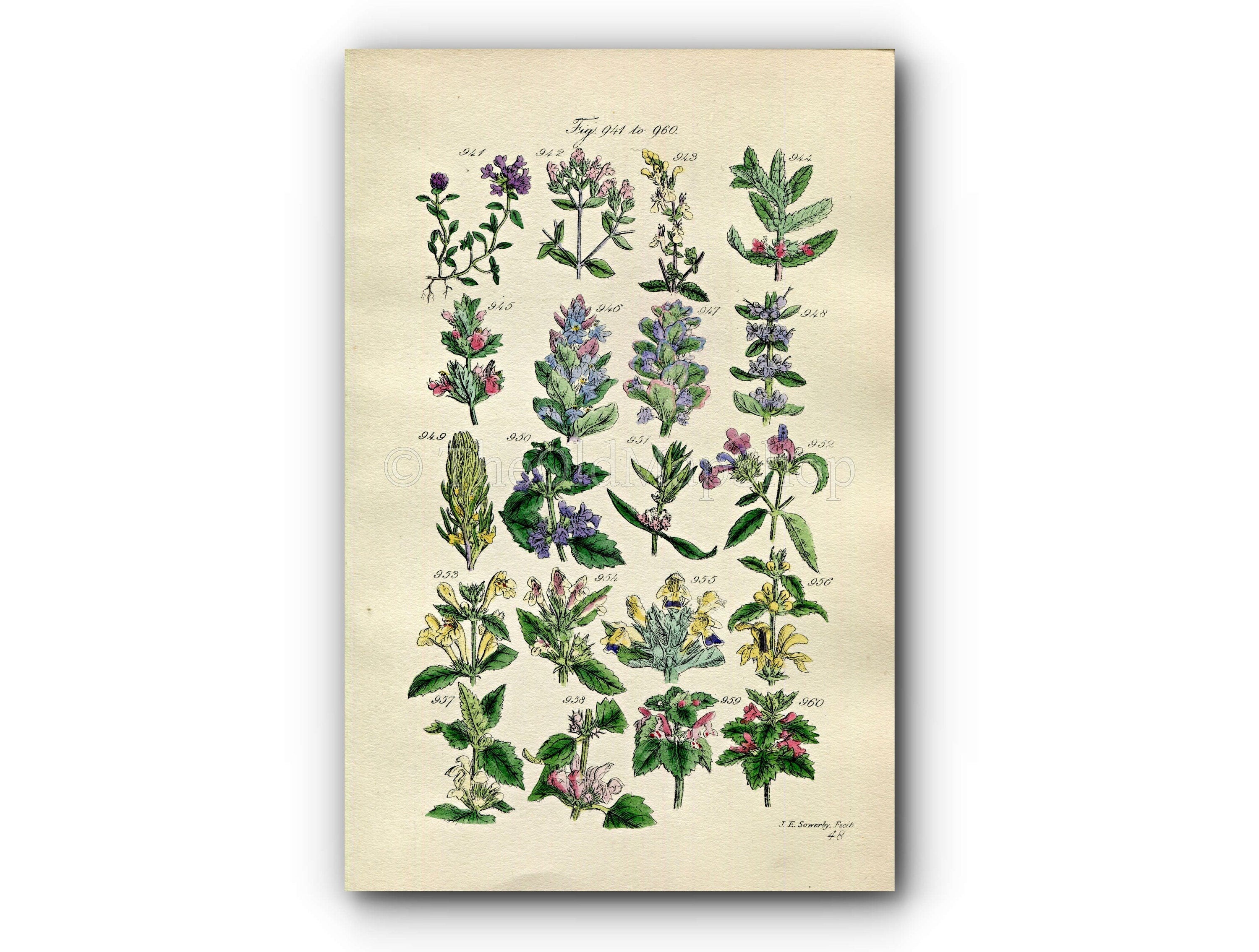 1914 Sowerby Antique Botanical Print, Wild Thyme, Marjoram, Bugle, Nettle, Deadnettle, Bee Nettle, Motherwort, Plate 48 (Plants 941 - 960)
