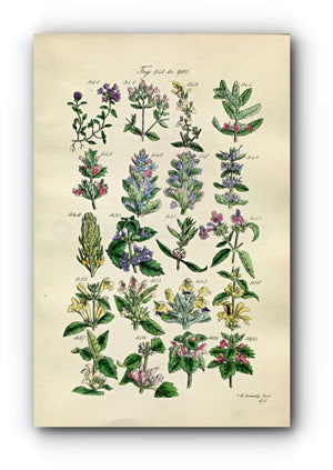 1914 Sowerby Antique Botanical Print, Wild Thyme, Marjoram, Bugle, Nettle, Deadnettle, Bee Nettle, Motherwort, Plate 48 (Plants 941 - 960)
