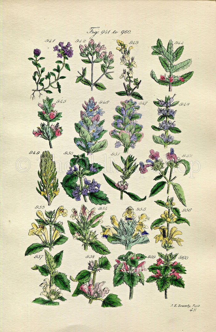 1914 Sowerby Antique Botanical Print, Wild Thyme, Marjoram, Bugle, Nettle, Deadnettle, Bee Nettle, Motherwort, Plate 48 (Plants 941 - 960)
