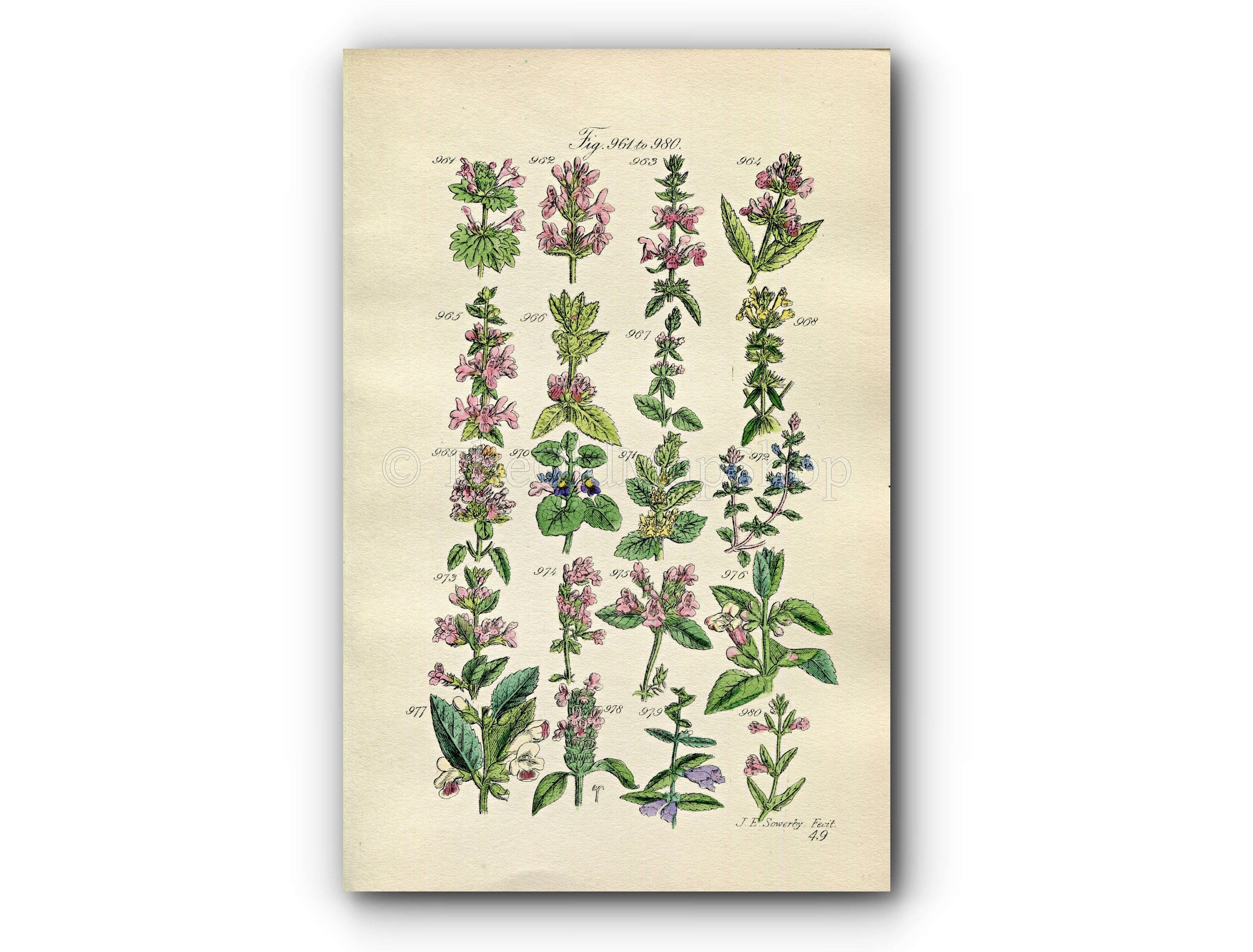 1914 Sowerby Antique Botanical Print, Deadnettle, Nettle, Woundwort, Ground Ivy, Basil Thyme, Wild Basil, Plate 49 (Plants 961 - 980)