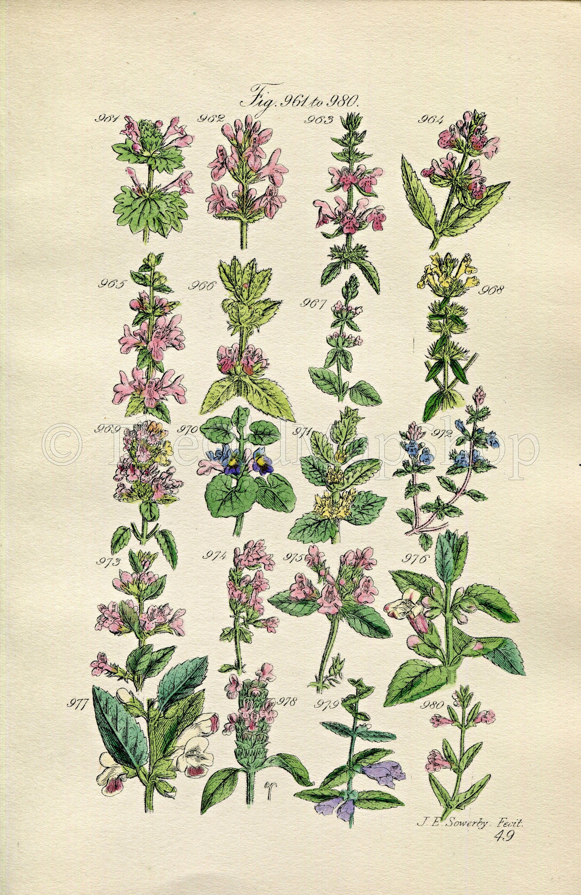 1914 Sowerby Botanical Print, Deadnettle, Woundwort, G – Old Shop