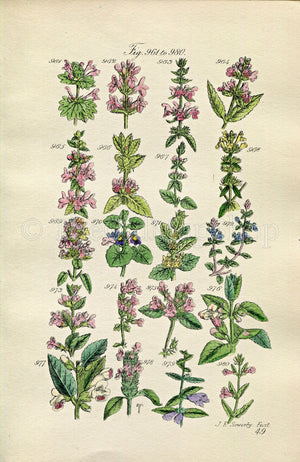 1914 Sowerby Antique Botanical Print, Deadnettle, Nettle, Woundwort, Ground Ivy, Basil Thyme, Wild Basil, Plate 49 (Plants 961 - 980)