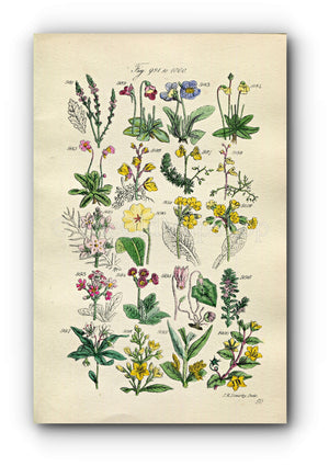1914 Sowerby Antique Botanical Print, Butterwort, Bladderwort, Water Violet, Primrose, Cowslip, Chickweed, Plate 50 (Plants 981 - 1000)