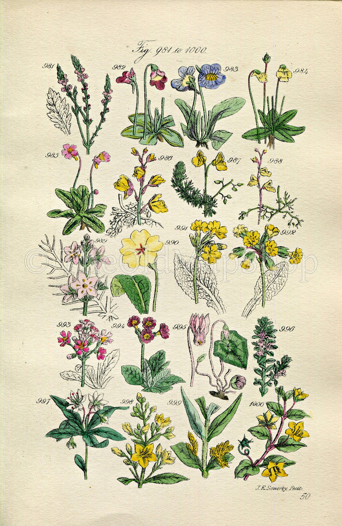 1914 Sowerby Antique Botanical Print, Butterwort, Bladderwort, Water Violet, Primrose, Cowslip, Chickweed, Plate 50 (Plants 981 - 1000)