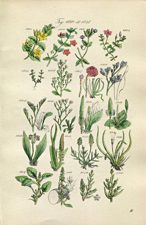 1914 Sowerby Antique Botanical Print, Scarlet Pimpernel, Sea Lavender, Chaffweed, Ribwort, Wild Amaranth, Plate 51 (Plants 1001 - 1020)