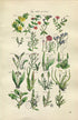 1914 Sowerby Antique Botanical Print, Scarlet Pimpernel, Sea Lavender, Chaffweed, Ribwort, Wild Amaranth, Plate 51 (Plants 1001 - 1020)
