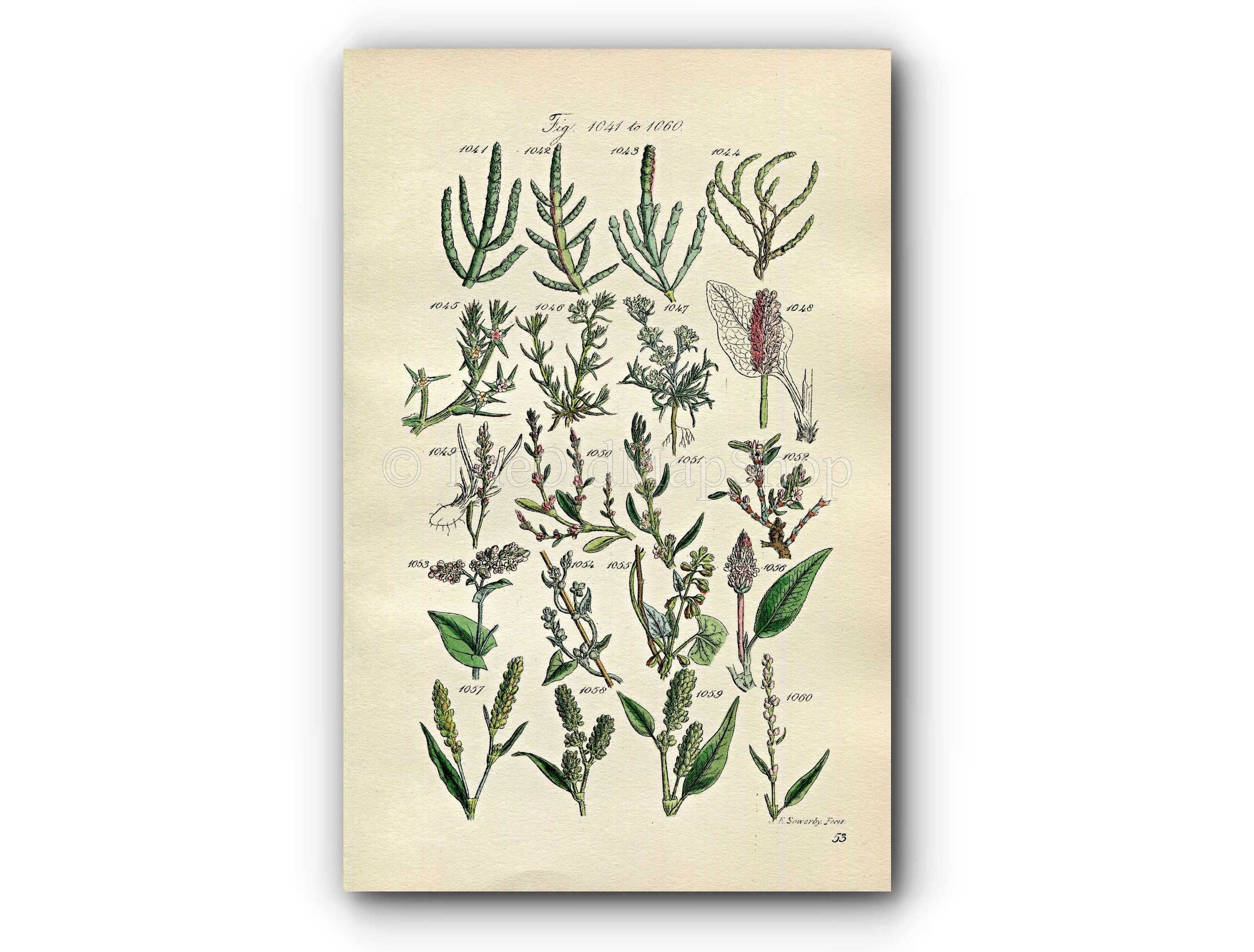 1914 Sowerby Antique Botanical Print, Glasswort, Saltwort, Knawel, Buckwheat, Spotted Persicaria, Knotgrass, Plate 53 (Plants 1041 - 1060)