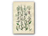 1914 Sowerby Antique Botanical Print, Glasswort, Saltwort, Knawel, Buckwheat, Spotted Persicaria, Knotgrass, Plate 53 (Plants 1041 - 1060)