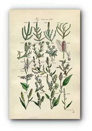 1914 Sowerby Antique Botanical Print, Glasswort, Saltwort, Knawel, Buckwheat, Spotted Persicaria, Knotgrass, Plate 53 (Plants 1041 - 1060)