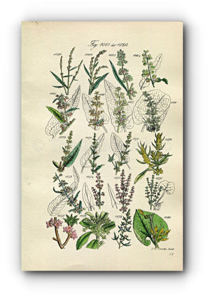 1914 Sowerby Antique Botanical Print, Meadow Dock, Persicaria, Sorrel, Mezereon, Birthwort, Toadflax, Plate 54 (Plants 1061 - 1080)