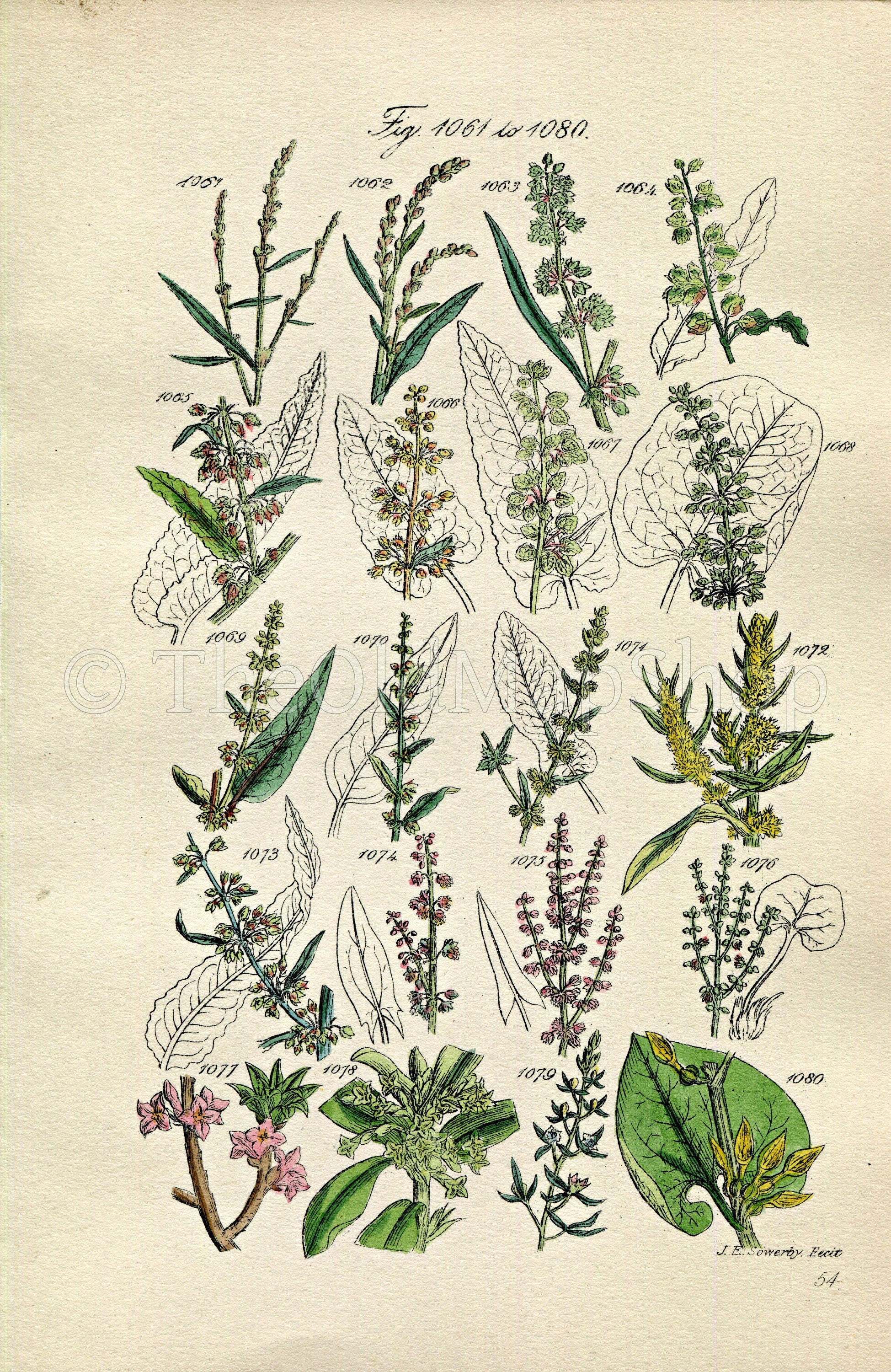 1914 Sowerby Antique Botanical Print, Meadow Dock, Persicaria, Sorrel, Mezereon, Birthwort, Toadflax, Plate 54 (Plants 1061 - 1080)