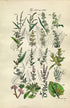 1914 Sowerby Antique Botanical Print, Meadow Dock, Persicaria, Sorrel, Mezereon, Birthwort, Toadflax, Plate 54 (Plants 1061 - 1080)