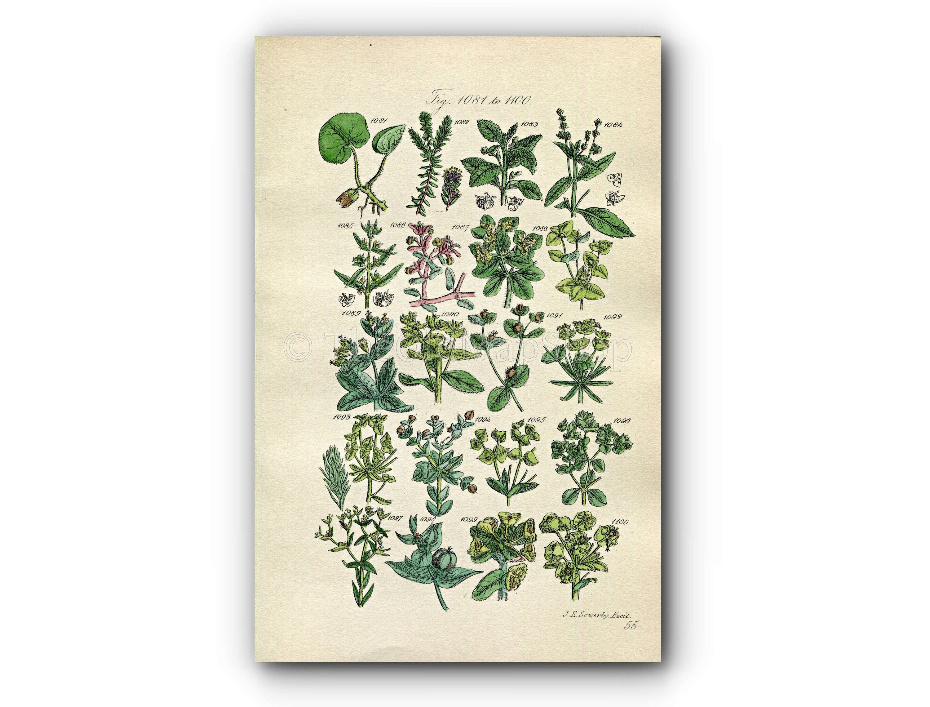 1914 Sowerby Antique Botanical Print, Mercury, Purple Spurge, Irish Spurge, Asarabacca, Crowberry, Plate 55 (Plants 1081 - 1100)