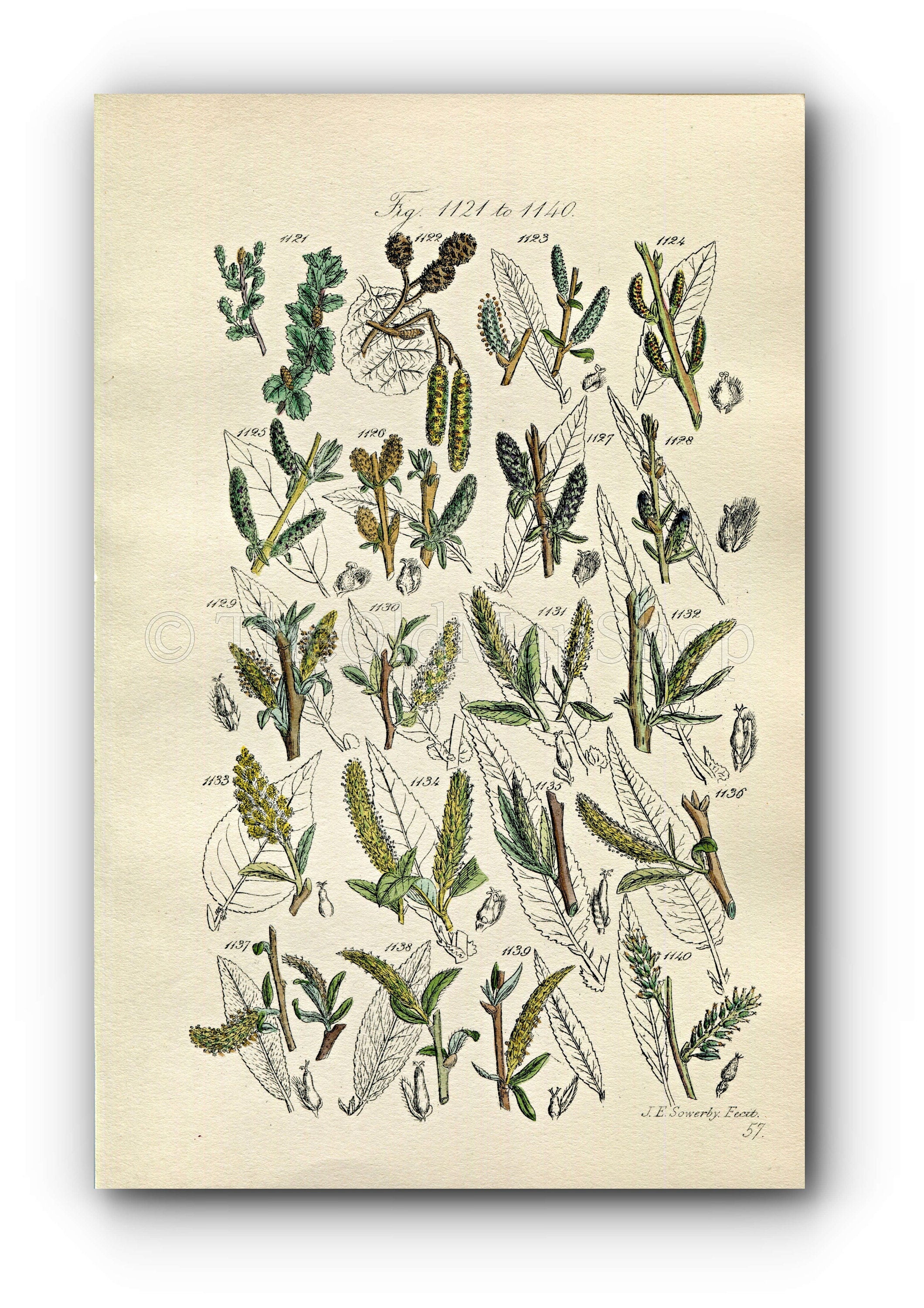 1914 Sowerby Antique Botanical Print, Alder, Dwarf Birch, Rose Willow, Purple Willow, Almond Willow, Plate 57 (Plants 1121 - 1140)