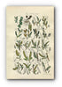 1914 Sowerby Antique Botanical Print, Alder, Dwarf Birch, Rose Willow, Purple Willow, Almond Willow, Plate 57 (Plants 1121 - 1140)