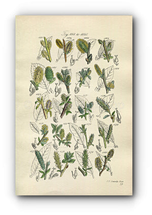 1914 Sowerby Antique Botanical Print, Water Sallow, Rock Willow, Tealeaf Willow, Laurel-leaved Willow, Plate 59 (Plants 1161 - 1180)