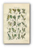 1914 Sowerby Antique Botanical Print, Water Sallow, Rock Willow, Tealeaf Willow, Laurel-leaved Willow, Plate 59 (Plants 1161 - 1180)