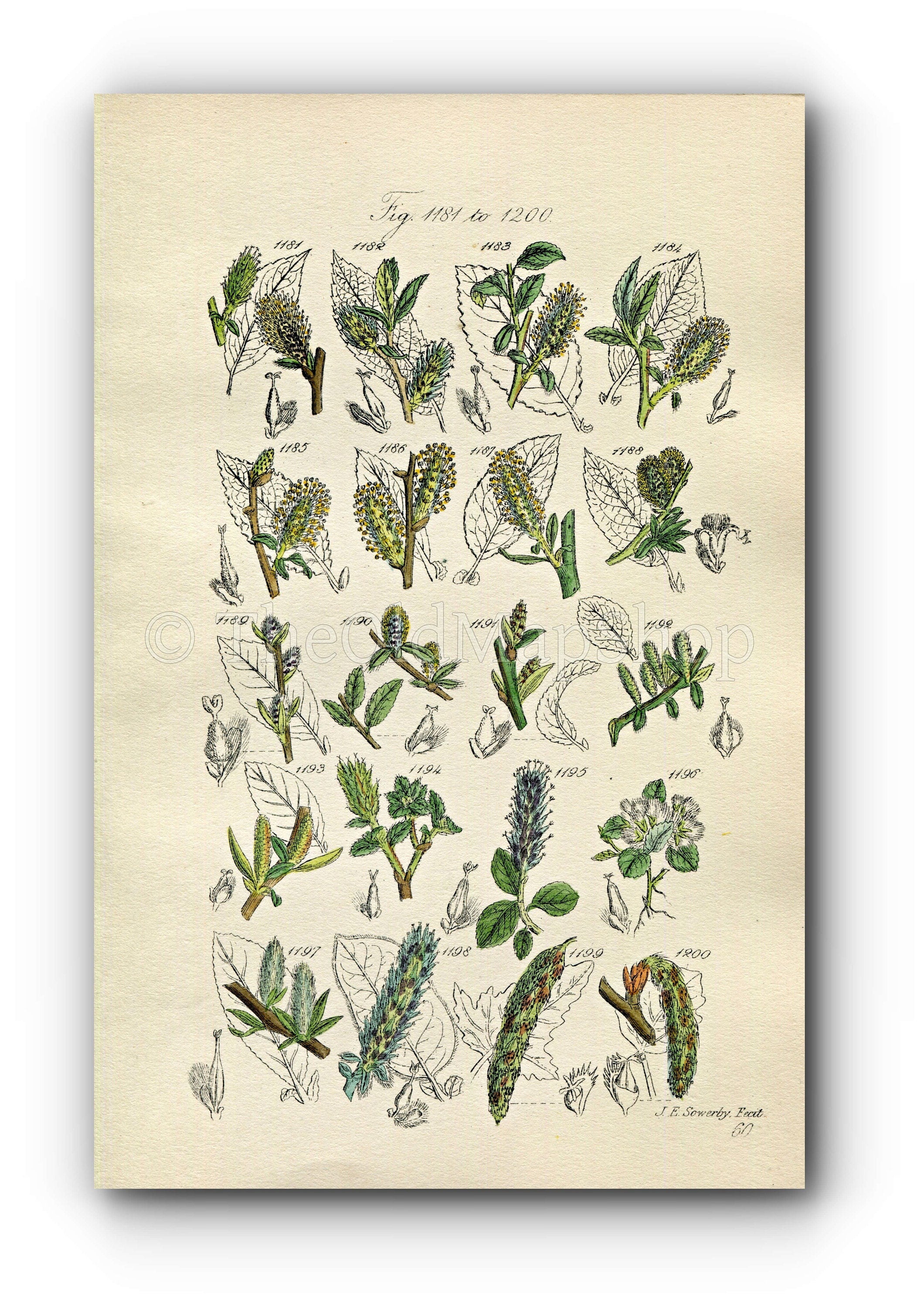 1914 Sowerby Antique Botanical Print, Bilberry Leaved Willow, Plum Leaved Willow, Dwarf Willow, White Poplar, Plate 60 (Plants 1181 - 1200)