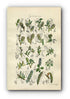 1914 Sowerby Antique Botanical Print, Bilberry Leaved Willow, Plum Leaved Willow, Dwarf Willow, White Poplar, Plate 60 (Plants 1181 - 1200)