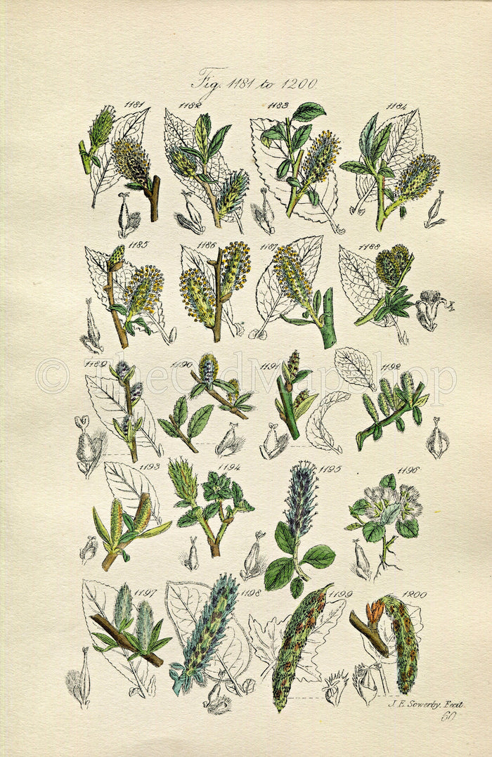 1914 Sowerby Antique Botanical Print, Bilberry Leaved Willow, Plum Leaved Willow, Dwarf Willow, White Poplar, Plate 60 (Plants 1181 - 1200)
