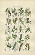 1914 Sowerby Antique Botanical Print, Bilberry Leaved Willow, Plum Leaved Willow, Dwarf Willow, White Poplar, Plate 60 (Plants 1181 - 1200)