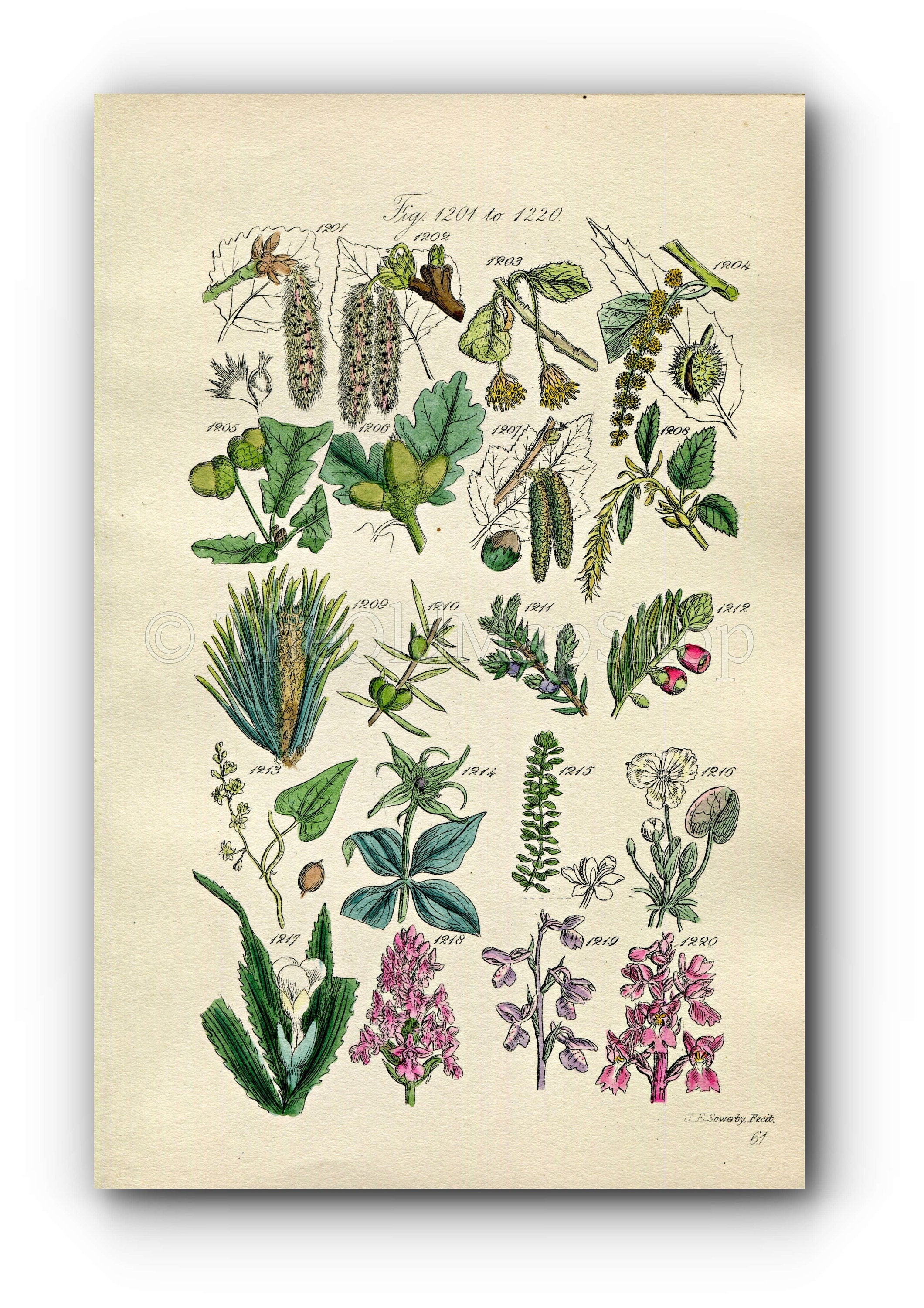 1914 Sowerby Antique Botanical Print, Aspen, Beech, Spanish Chestnut, Oak, Hazel, Pine, Juniper, Yew, Orchis, Plate 61 (Plants 1201 - 1220)