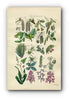 1914 Sowerby Antique Botanical Print, Aspen, Beech, Spanish Chestnut, Oak, Hazel, Pine, Juniper, Yew, Orchis, Plate 61 (Plants 1201 - 1220)