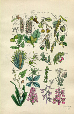 1914 Sowerby Antique Botanical Print, Aspen, Beech, Spanish Chestnut, Oak, Hazel, Pine, Juniper, Yew, Orchis, Plate 61 (Plants 1201 - 1220)