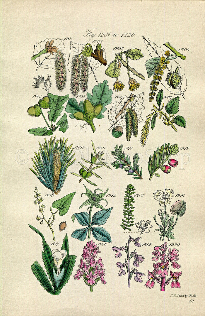1914 Sowerby Antique Botanical Print, Aspen, Beech, Spanish Chestnut, Oak, Hazel, Pine, Juniper, Yew, Orchis, Plate 61 (Plants 1201 - 1220)