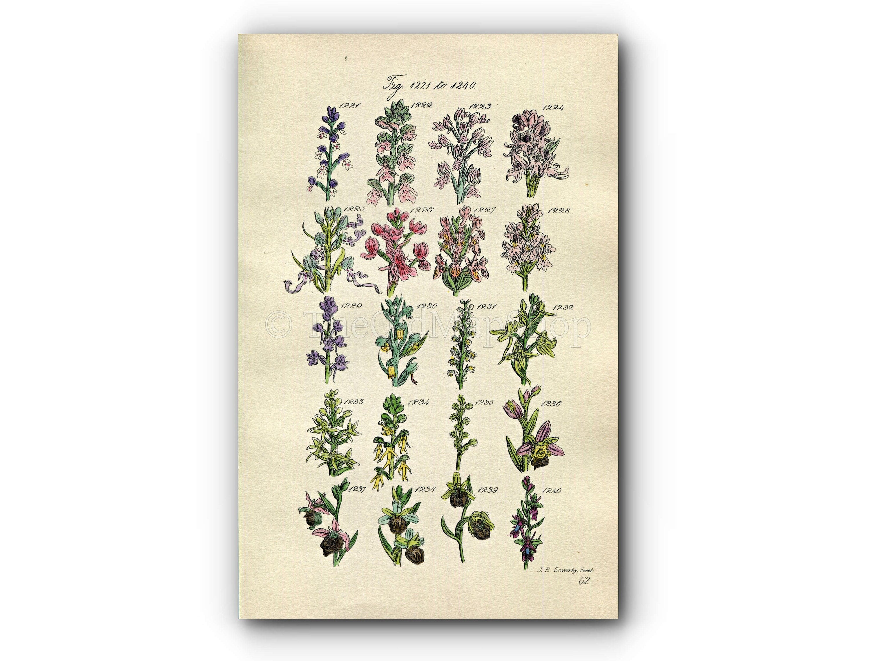 1914 Sowerby Antique Botanical Print, Monkey Orchis, Orchid, Lizard Orchis, Frog Orchis, Butterfly Orchis, Plate 62 (Plants 1221 - 1240)