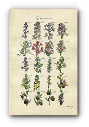 1914 Sowerby Antique Botanical Print, Monkey Orchis, Orchid, Lizard Orchis, Frog Orchis, Butterfly Orchis, Plate 62 (Plants 1221 - 1240)
