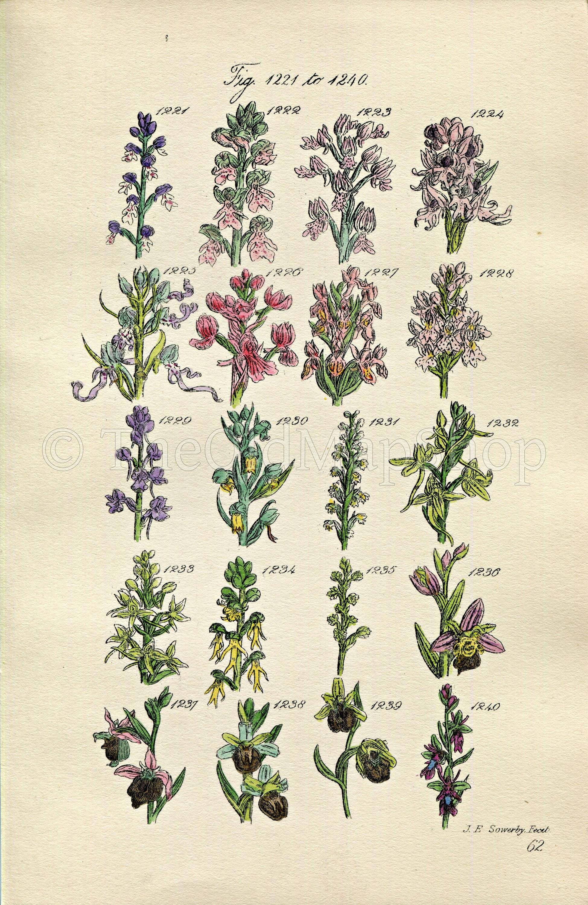 1914 Sowerby Antique Botanical Print, Monkey Orchis, Orchid, Lizard Orchis, Frog Orchis, Butterfly Orchis, Plate 62 (Plants 1221 - 1240)