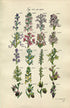 1914 Sowerby Antique Botanical Print, Monkey Orchis, Orchid, Lizard Orchis, Frog Orchis, Butterfly Orchis, Plate 62 (Plants 1221 - 1240)