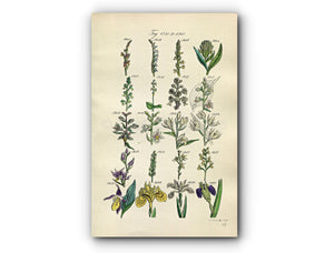 1914 Sowerby Antique Botanical Print, Lady's Tresses, Bird's Nest Orchid, Helleborine, Bog Orchis, Yellow Iris Plate 63 (Plants 1241 - 1260)