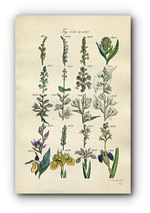 1914 Sowerby Antique Botanical Print, Lady's Tresses, Bird's Nest Orchid, Helleborine, Bog Orchis, Yellow Iris Plate 63 (Plants 1241 - 1260)
