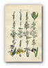 1914 Sowerby Antique Botanical Print, Lady's Tresses, Bird's Nest Orchid, Helleborine, Bog Orchis, Yellow Iris Plate 63 (Plants 1241 - 1260)