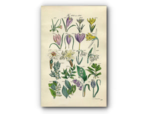 1914 Sowerby Antique Botanical Print, Lily of the Valley, Crocus, Daffodil, Narcissus, Snowdrop, Asparagus, Plate 64 (Plants 1261 - 1280)