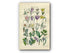 1914 Sowerby Antique Botanical Print, Lily of the Valley, Crocus, Daffodil, Narcissus, Snowdrop, Asparagus, Plate 64 (Plants 1261 - 1280)