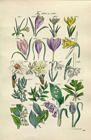 1914 Sowerby Antique Botanical Print, Lily of the Valley, Crocus, Daffodil, Narcissus, Snowdrop, Asparagus, Plate 64 (Plants 1261 - 1280)