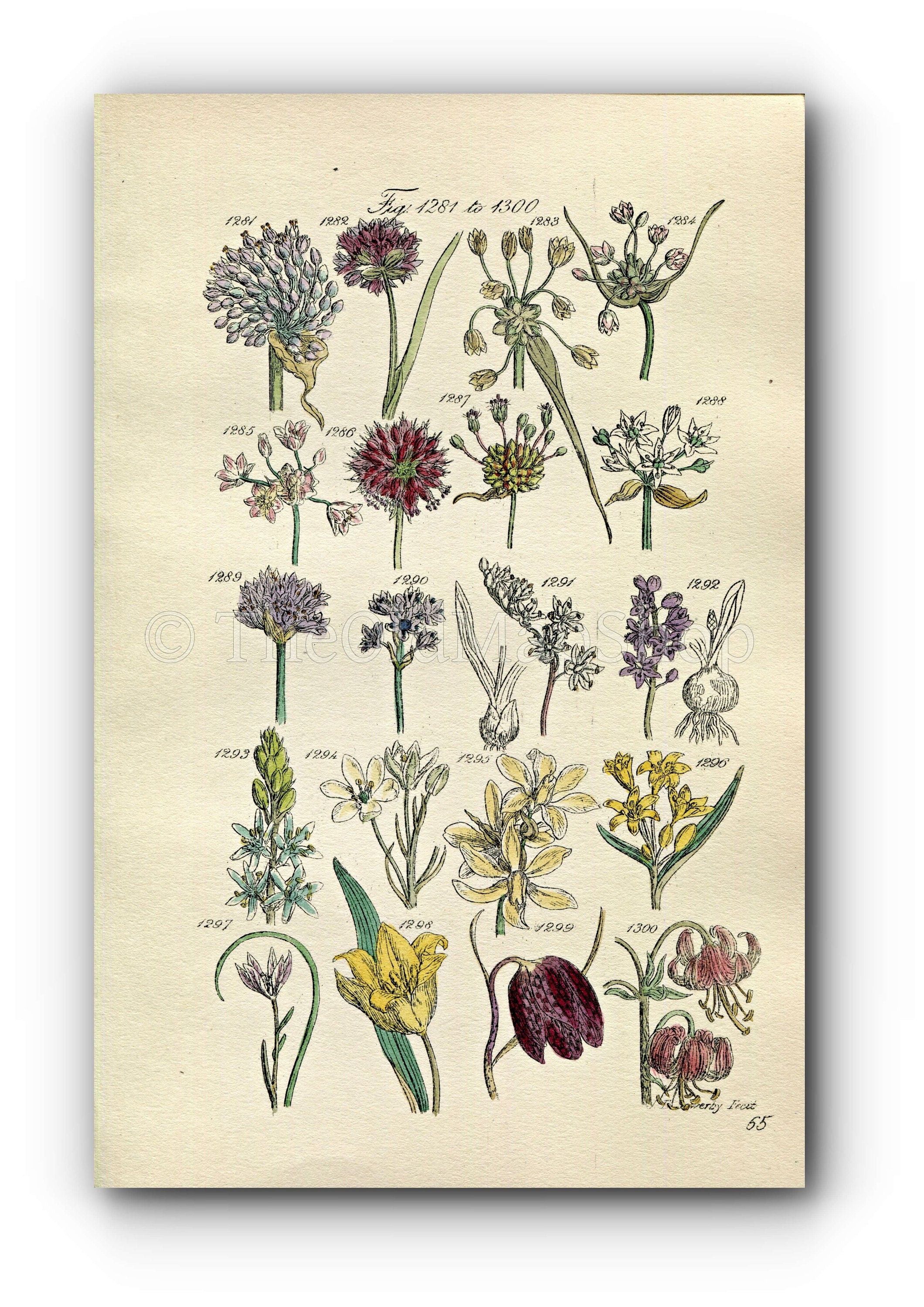 1914 Sowerby Antique Botanical Print, Wild Garlic, Chives, Star of Bethlehem, Wild Tulip, Fritillary, Squill, Plate 65 (Plants 1281 - 1300)