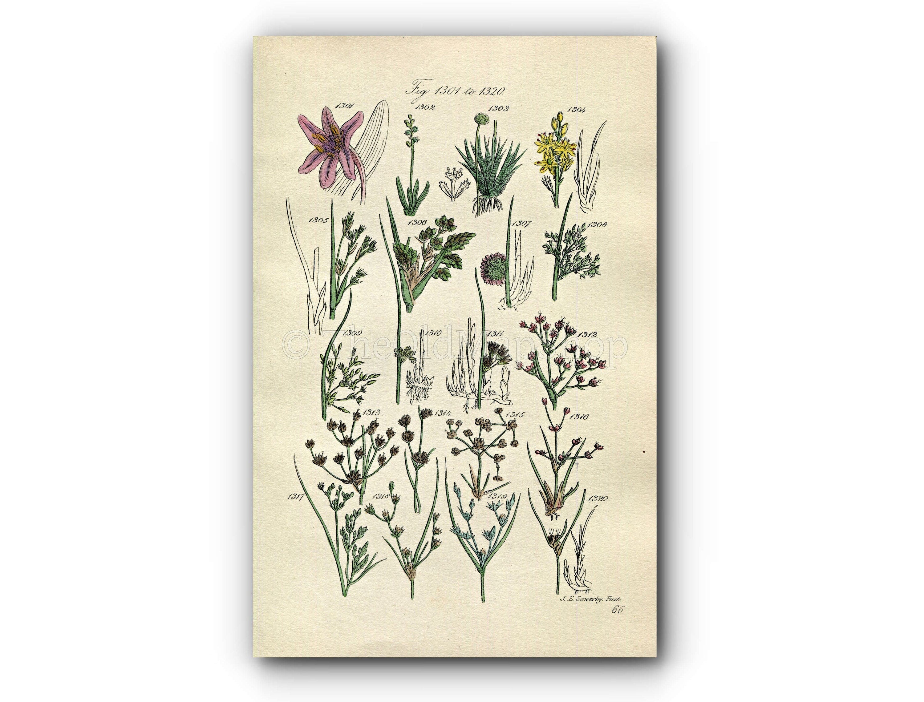 1914 Sowerby Antique Botanical Print, Meadow Saffron, Pipewort, Common Rush, Toad Rush, Bog Asphodel, Sea Rush Plate 66 (Plants 1301 - 1320)