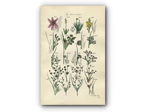 1914 Sowerby Antique Botanical Print, Meadow Saffron, Pipewort, Common Rush, Toad Rush, Bog Asphodel, Sea Rush Plate 66 (Plants 1301 - 1320)
