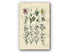 1914 Sowerby Antique Botanical Print, Meadow Saffron, Pipewort, Common Rush, Toad Rush, Bog Asphodel, Sea Rush Plate 66 (Plants 1301 - 1320)