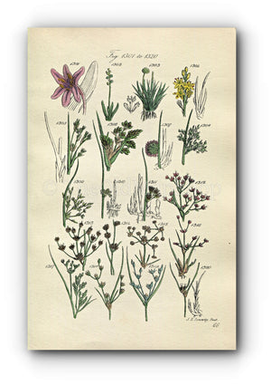 1914 Sowerby Antique Botanical Print, Meadow Saffron, Pipewort, Common Rush, Toad Rush, Bog Asphodel, Sea Rush Plate 66 (Plants 1301 - 1320)