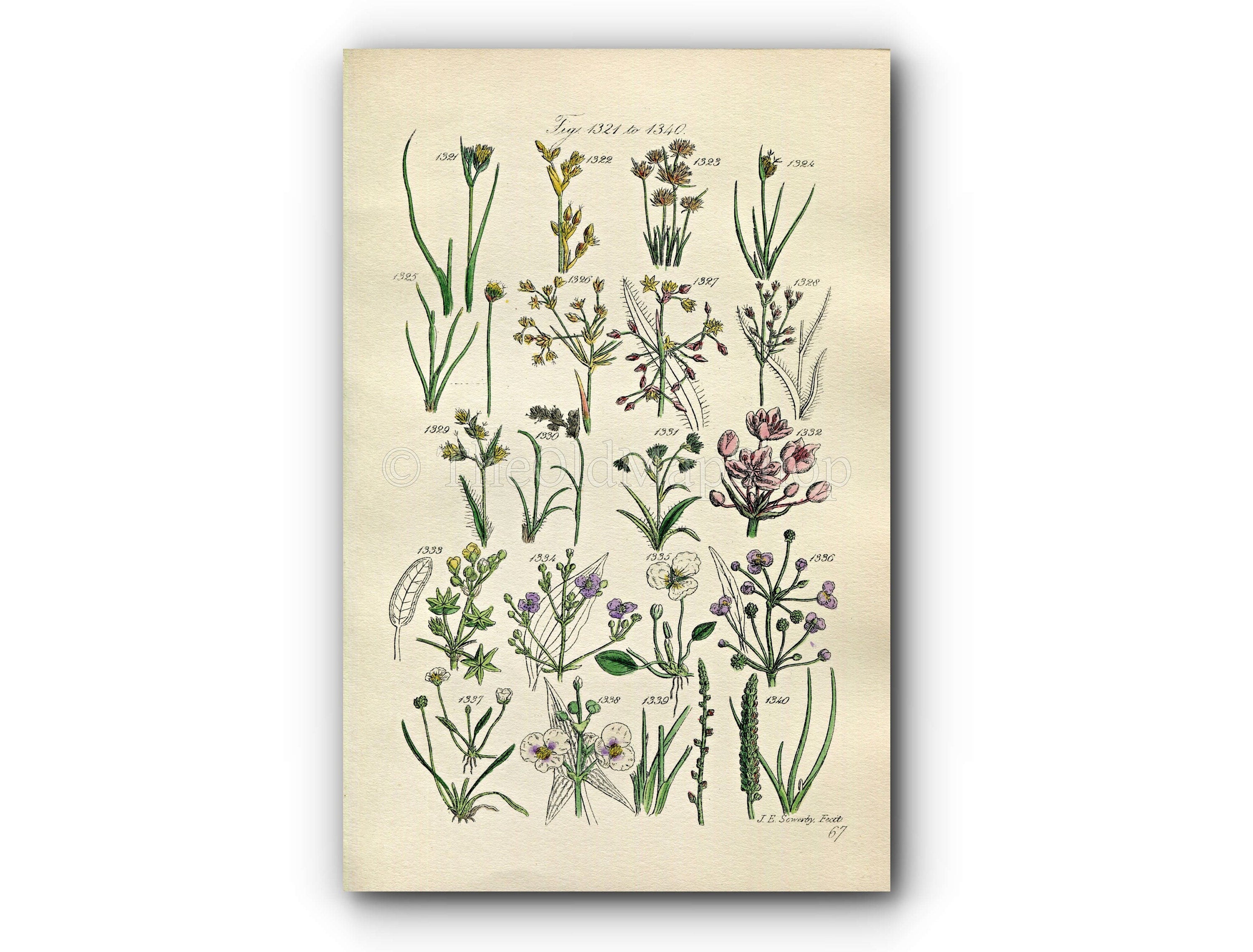 1914 Sowerby Antique Botanical Print, Moss Rush, Hairy Woodrush, Starfruit, Star Fruit, Water Plantain, Plate 67 (Plants 1321 - 1340)