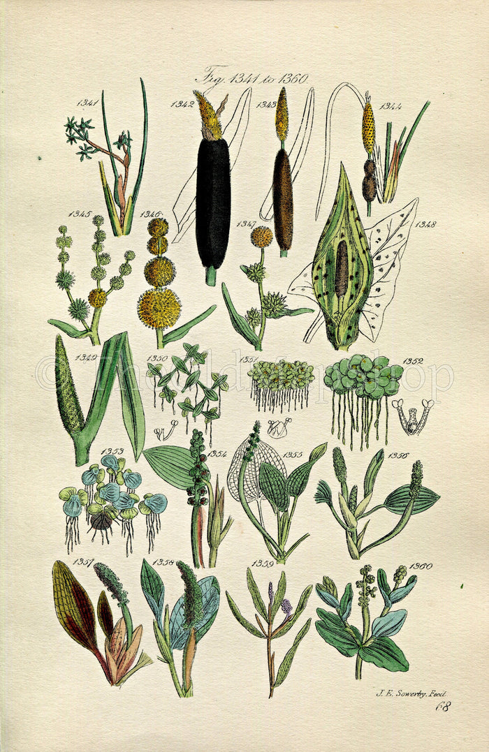 1914 Sowerby Antique Botanical Print, Bullrush, Cattail, Burreed, Duckweed, Pondweed, Lords and Ladies, Plate 68 (Plants 1341 - 1360)