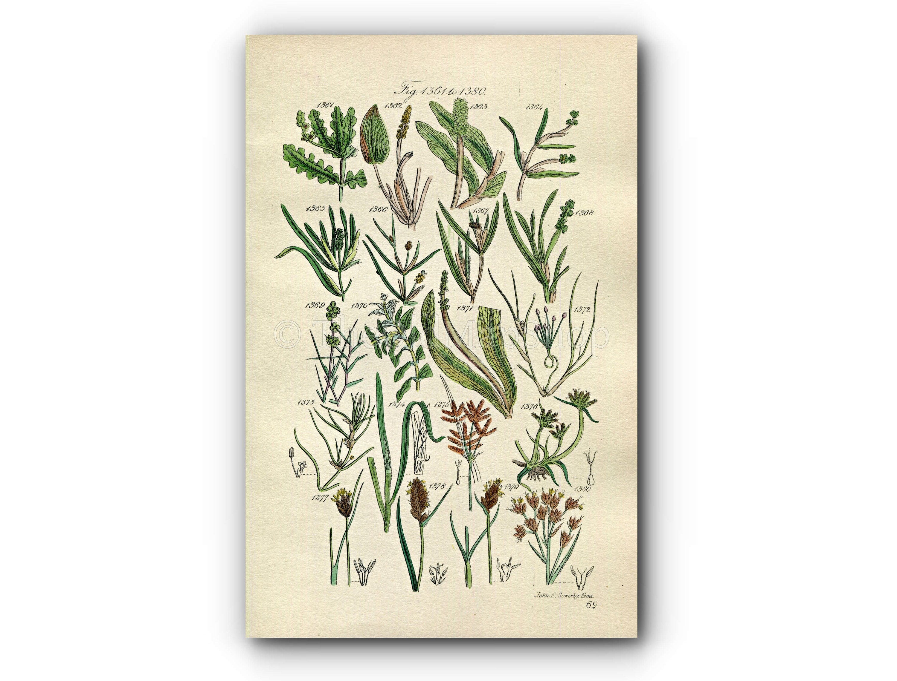 1914 Sowerby Antique Botanical Print, Pondweed, Bogrush, Bog Rush, Sweet Cyperus, Twig Rush, Plate 69 (Plants 1361 - 1380)