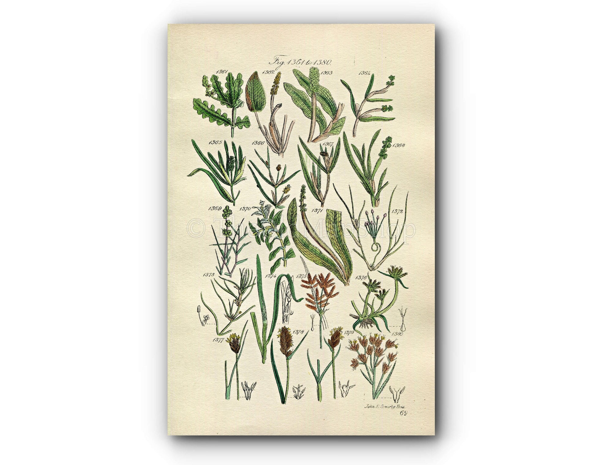1914 Sowerby Antique Botanical Pondweed, Bogrush, Bog Rush, Swe – The Old Map Shop